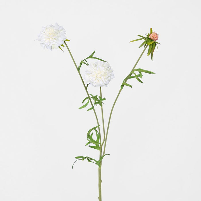 Scabiosa Stem White 71cm - Pack of 12