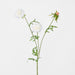 Scabiosa Stem White 71cm - Pack of 12
