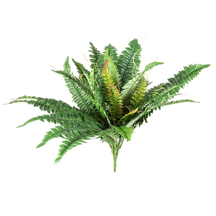 Boston Fern Bush Large 56cm Pack of 6