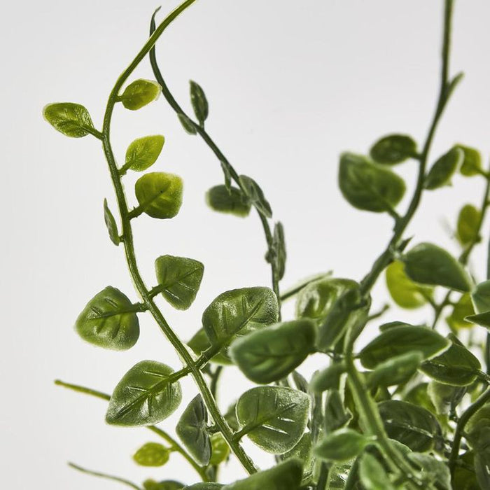 Maidenhair Fern Hanging Bush Green - Pack of 6