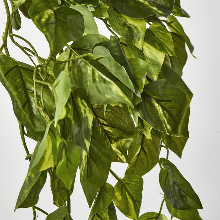 Hanging Pothos Plant Green 75cm – Pack Of 6
