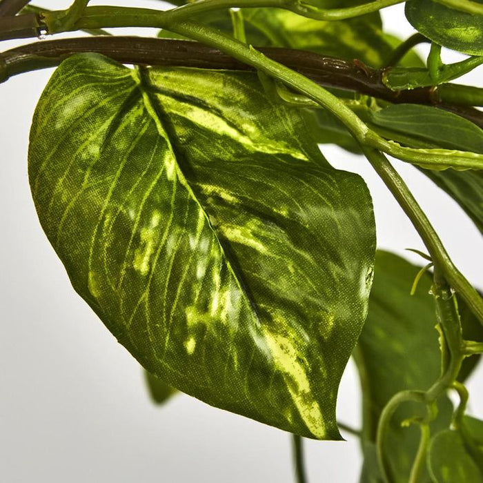 Hanging Pothos Plant Green 75cm – Pack Of 6
