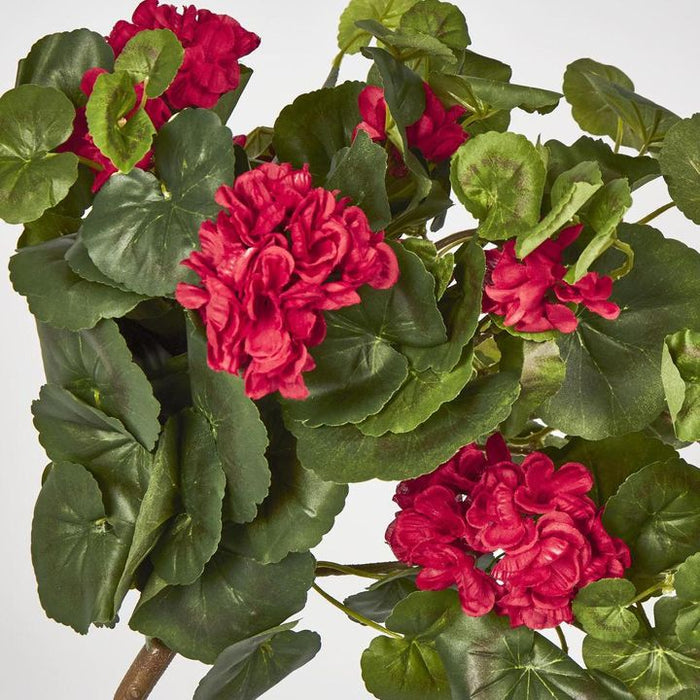 Red Hanging Geranium Bush 182cm - Pack of 6