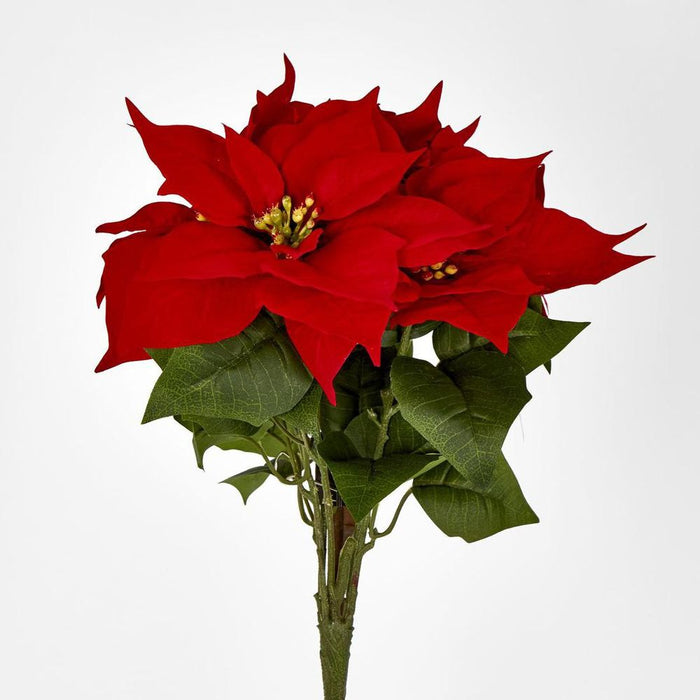 Poinsettia Bush Red Velvet 30cm – Pack of 12