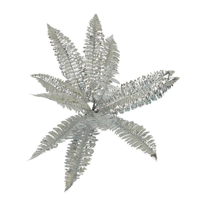 Boston Fern Metallic Silver Pack of 12
