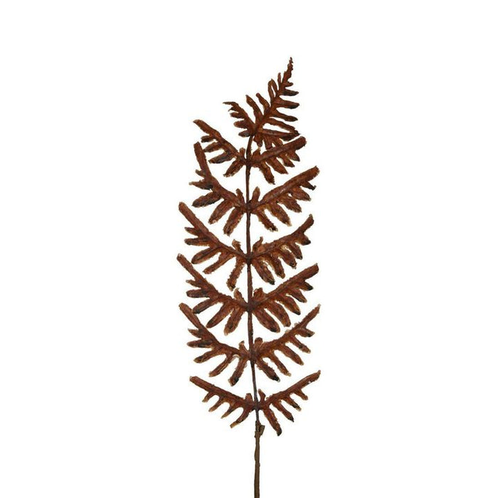 Dried Fern Leaf Stem Natural Brown Pack of 12