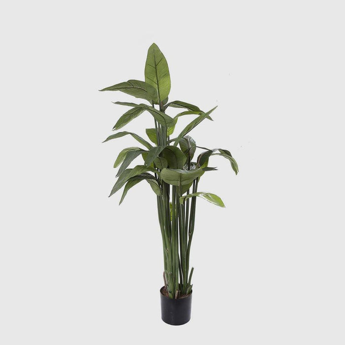 Strelitzia Plant in Pot 135cm