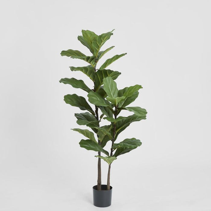 Fiddle Leaf Tree 113cm