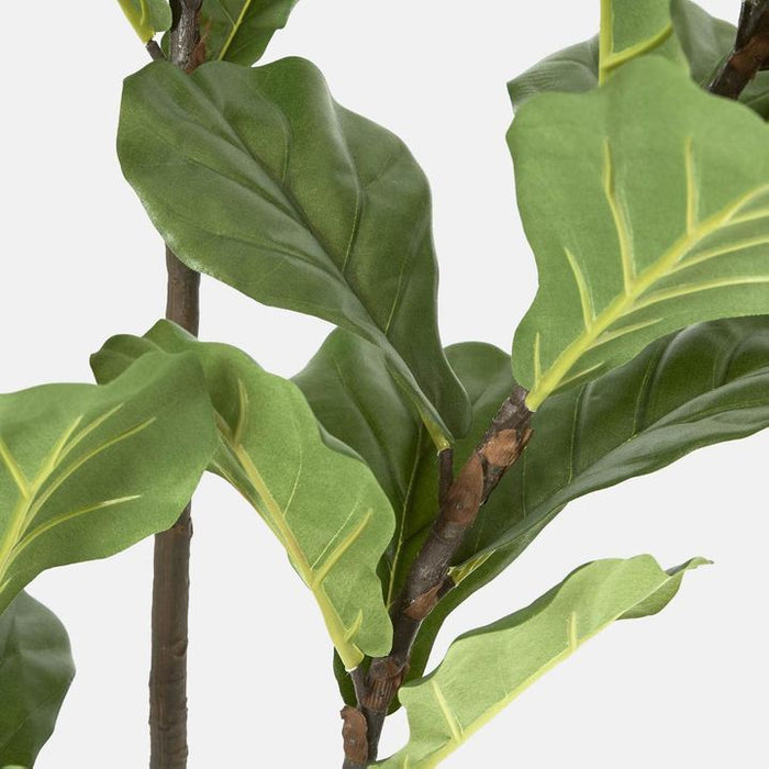 Fiddle Leaf Tree 3 Stems 168cm
