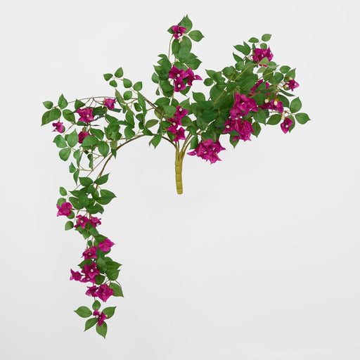 Bougainvillea Bush Purple 80cm - Pack of 6