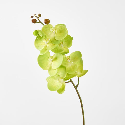 Phalaenopsis Spray Green 96cm - Pack of 12