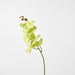 Phalaenopsis Spray Green 96cm - Pack of 12