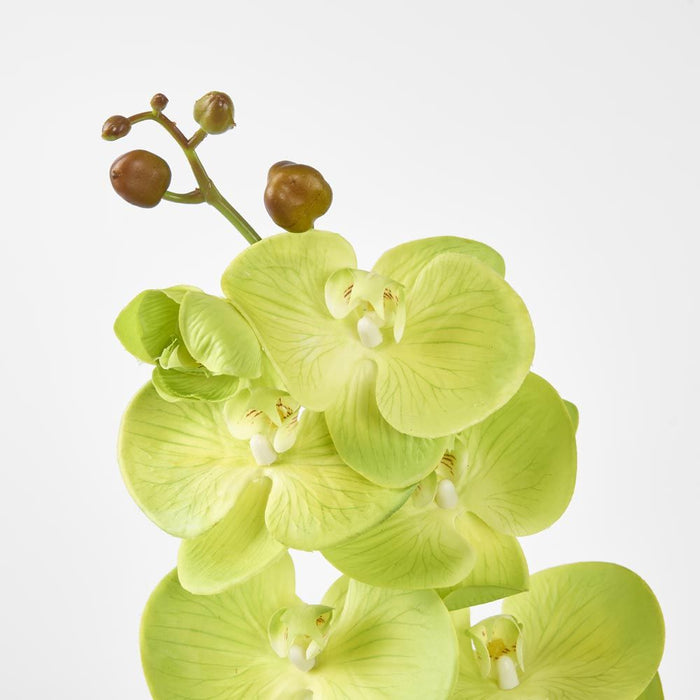 Phalaenopsis Spray Green 96cm - Pack of 12