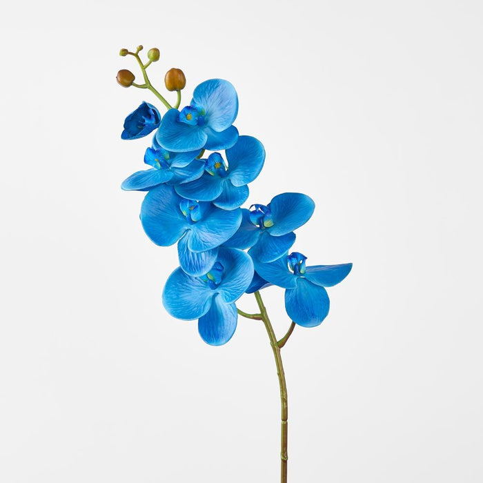 Phalaenopsis Spray Electric Blue 96cm - Pack of 12