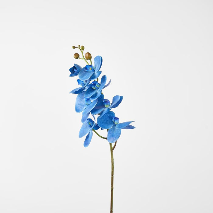 Phalaenopsis Spray Electric Blue 96cm - Pack of 12