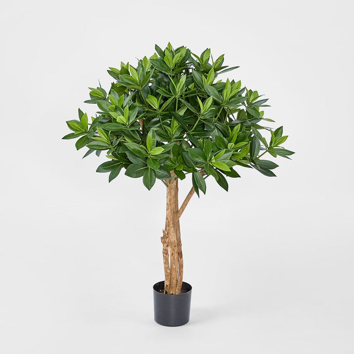 Sweet Link Tree Green 90cm