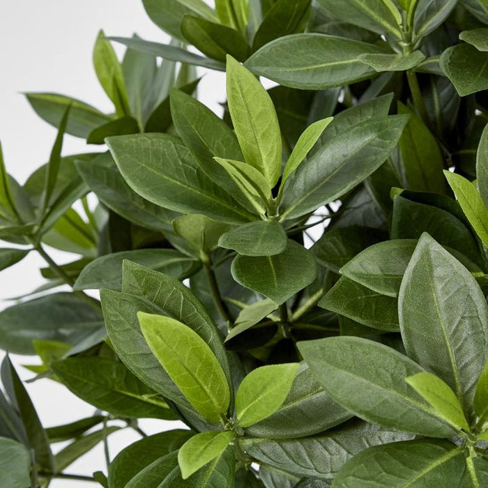 Sweet Link Tree Green 90cm