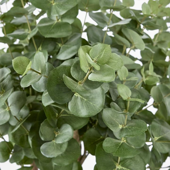 Eucalyptus Tree Green 160cm
