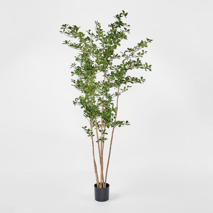 Oriental Olive Tree w Green 220cm