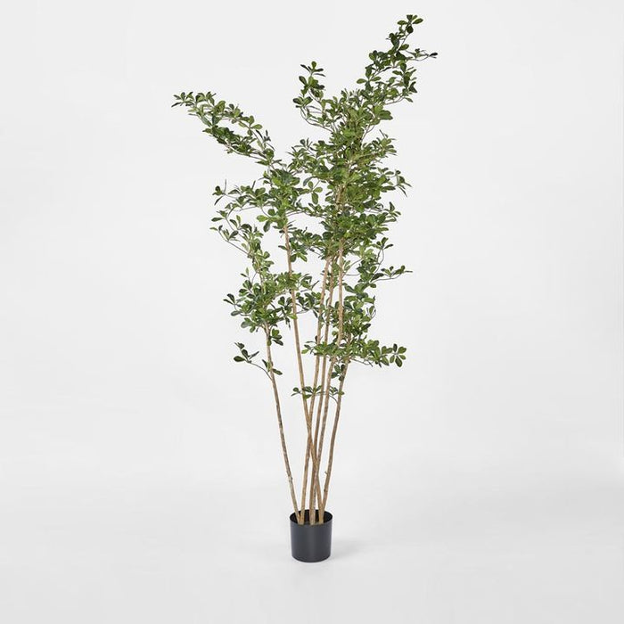 Oriental Olive Tree w Green 220cm
