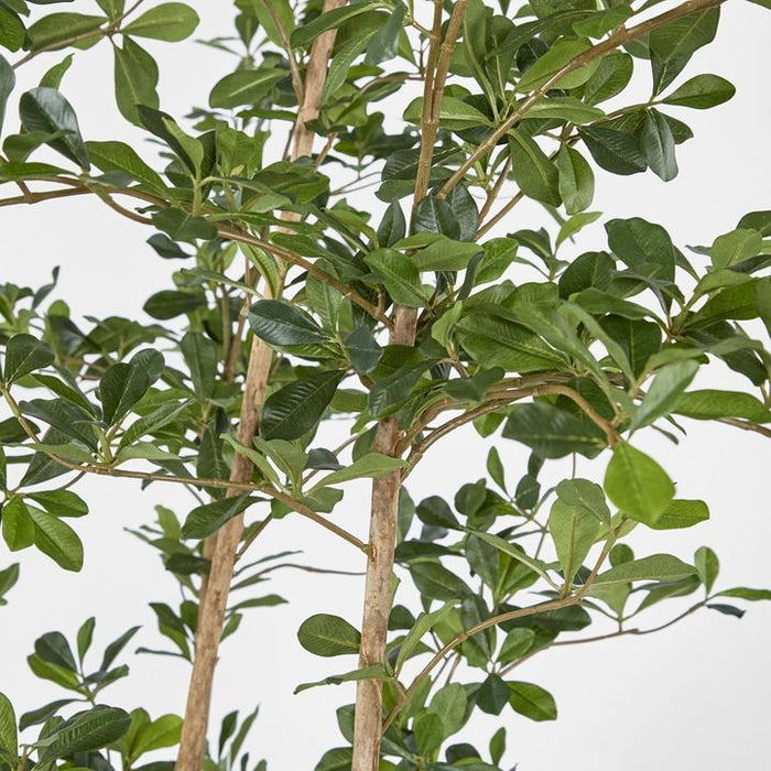 Oriental Olive Tree w Green 220cm