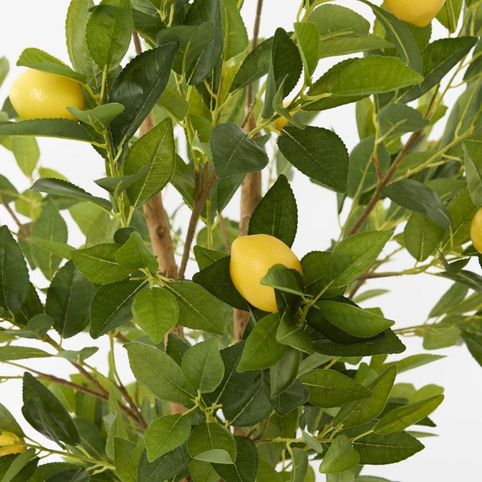 Lemon Tree Real Trunk Green 170cm