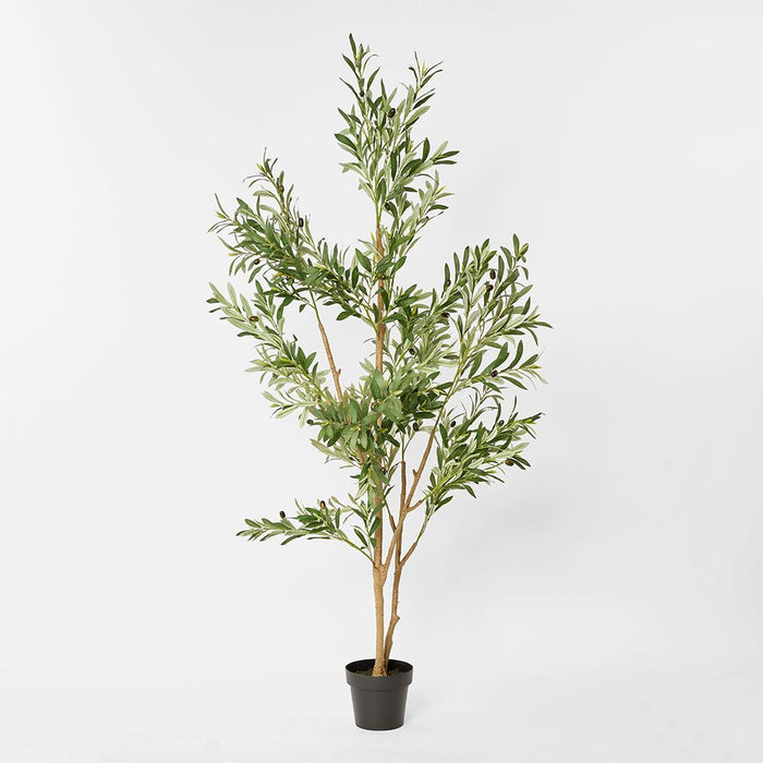 Verdant Olive Tree Green 180cm