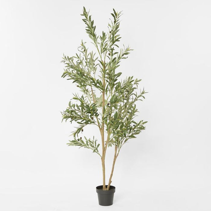 Verdant Olive Tree Green 180cm