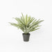 Soft Touch Potted Sisal Plant 68cm Green