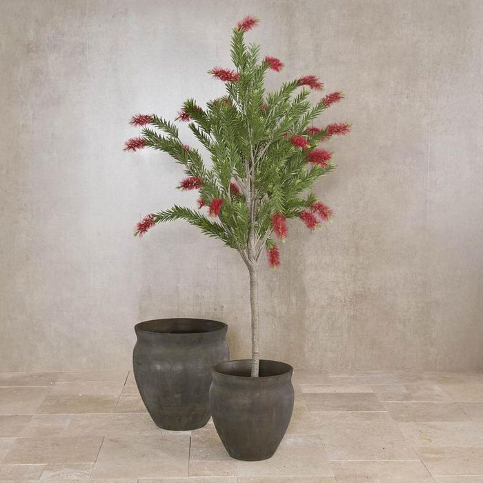Potted Bottlebrush Green 190cm