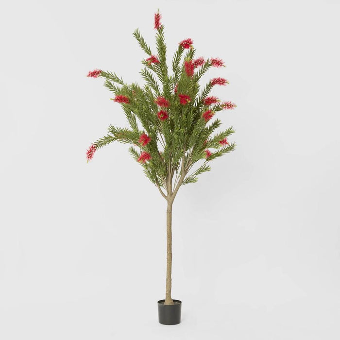 Potted Bottlebrush Green 190cm