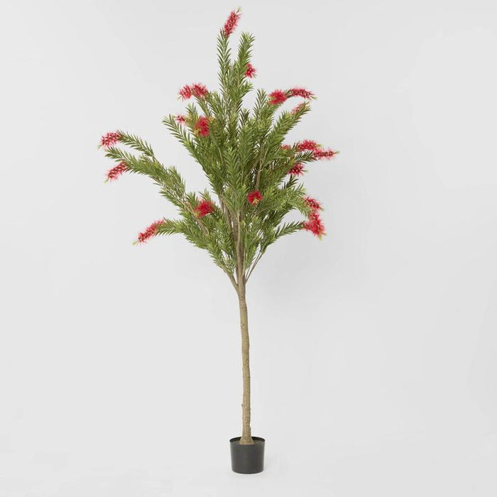 Potted Bottlebrush Green 190cm
