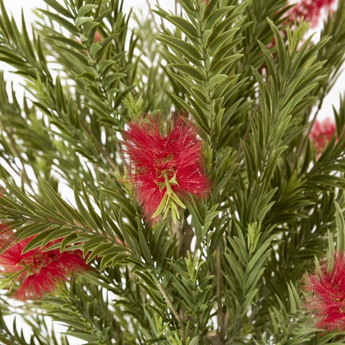 Potted Bottlebrush Green 190cm