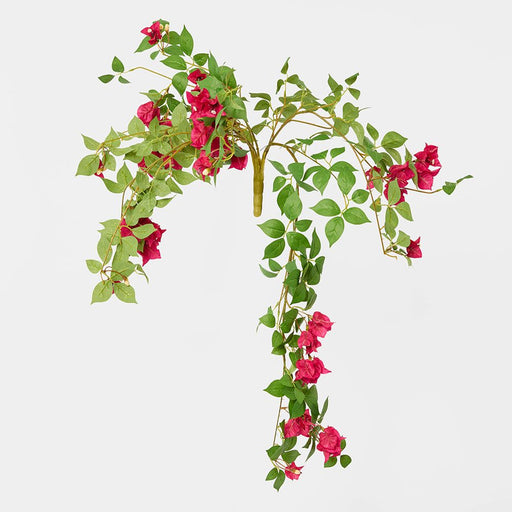 Bougainvillea Bush Fuchsia Hanging 80cm - Pack of 6