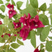 Bougainvillea Bush Fuchsia Hanging 80cm - Pack of 6