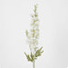 Delphinium 85cm White - Pack of 12