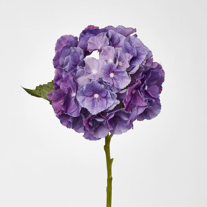 Susan Hydrangea Soft Touch Violet
52cm Purple - Pack of 12