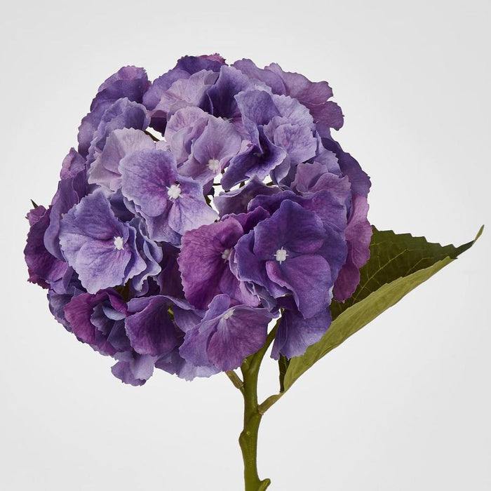 Susan Hydrangea Soft Touch Violet
52cm Purple - Pack of 12