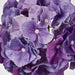 Susan Hydrangea Soft Touch Violet
52cm Purple - Pack of 12