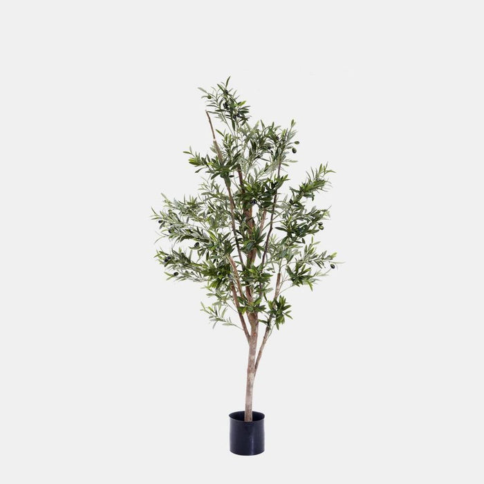 Olive Tree Slender 150cm