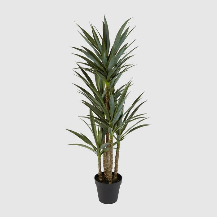 Yucca 5 Branch in Black Pot 152cm