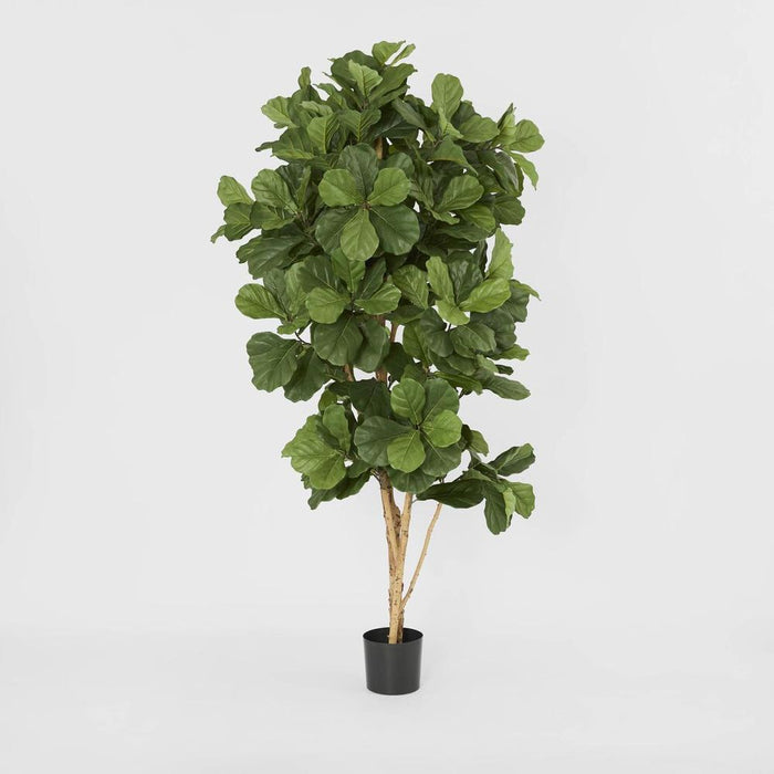 Fiddle Leaf Tree 200cm
