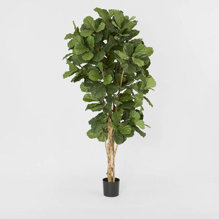 Fiddle Leaf Tree 200cm