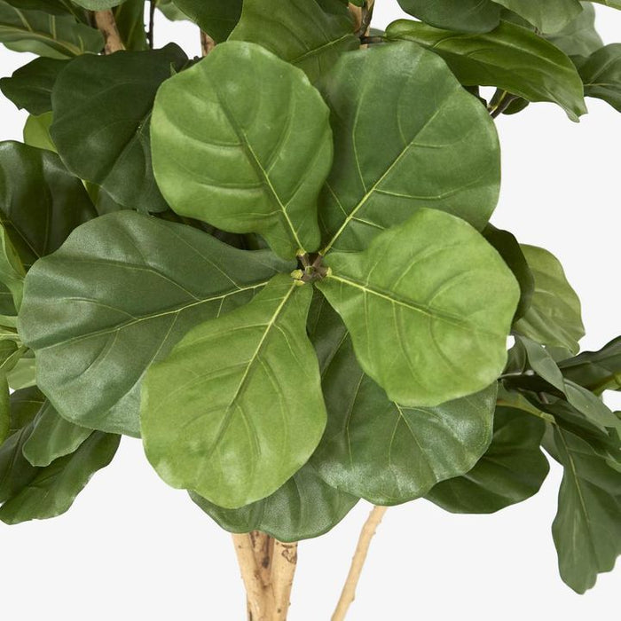 Fiddle Leaf Tree 200cm