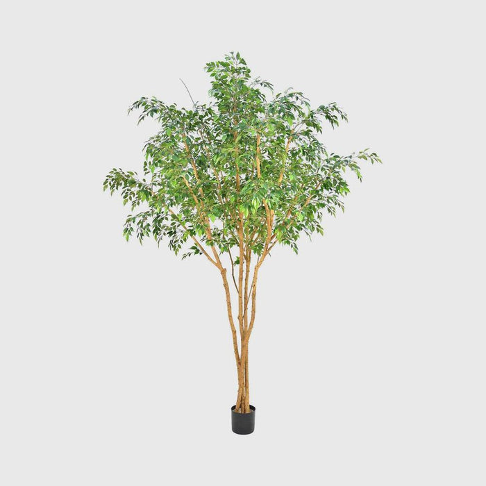 Ficus Natasja Tree 330cm
