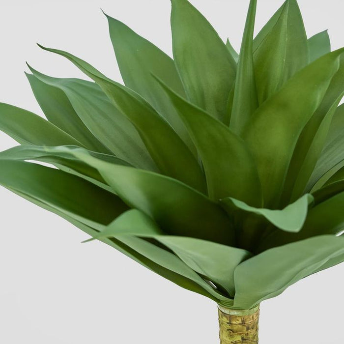 Giant Agave 62cm Green Pack of 4
