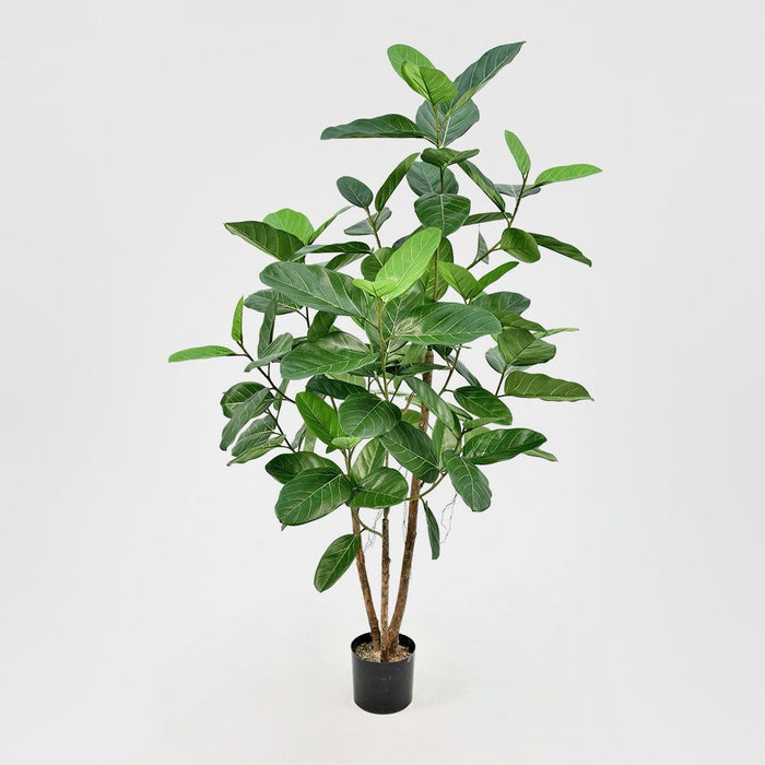 Ficus Audrey Tree Green 91cm
