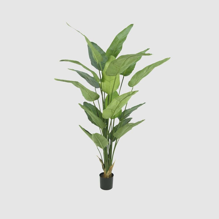 Strelitzia Potted Tree Green 230cm