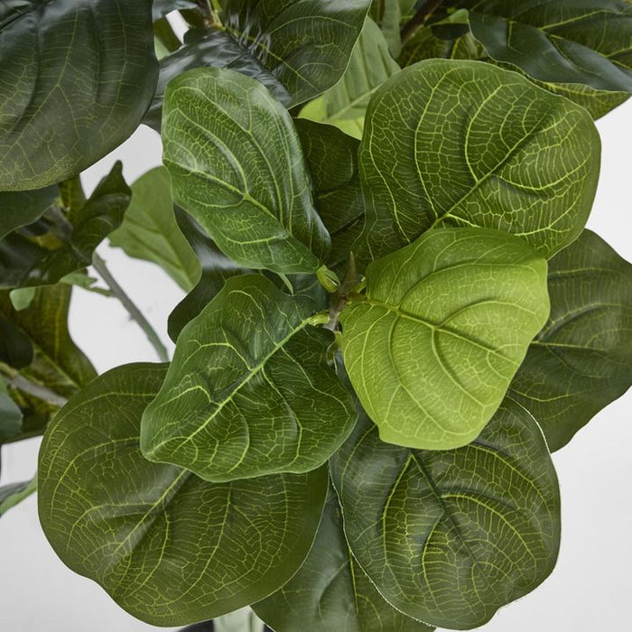 Potted Fiddle Leaf Plant Green 121cm