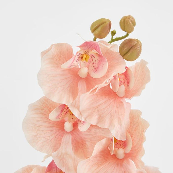 Ripple Phalaenopsis Stem Peach Peach 99cm Pack of 12